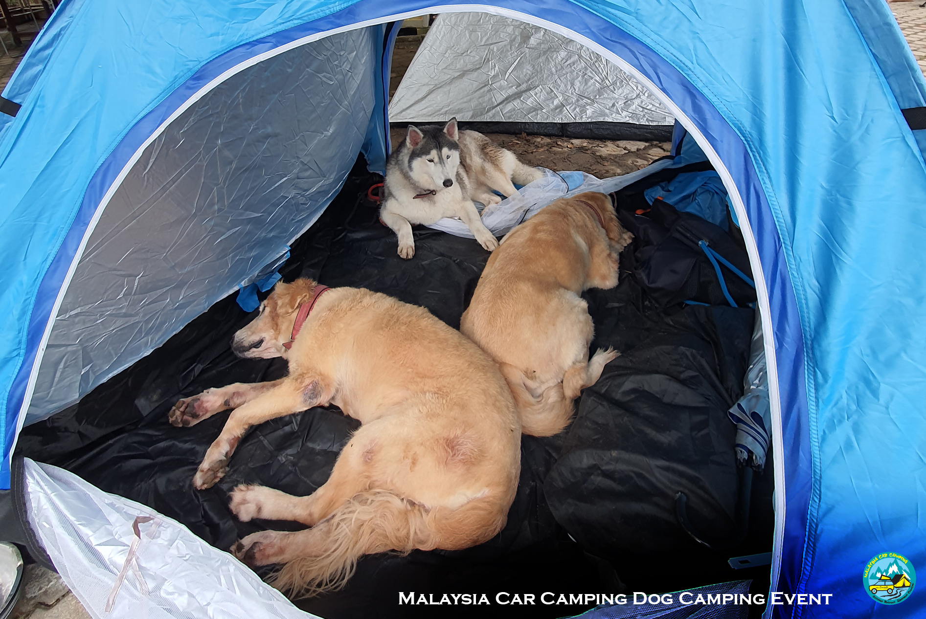 dog_camping_event_selangor_camping_site_malaysia_car_camping_private_event_organizer-9